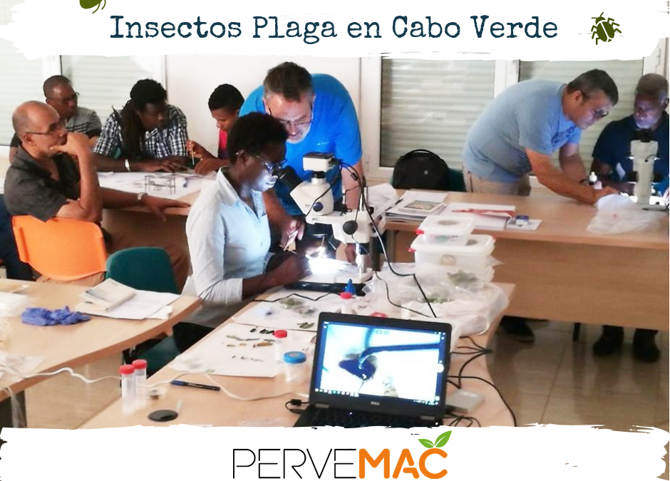 IDENTIFICACIÓN DE INSECTOS PLAGA EN CULTIVOS DE PAPAYA Y MANGO CABO VERDE. 17-21/09/2018