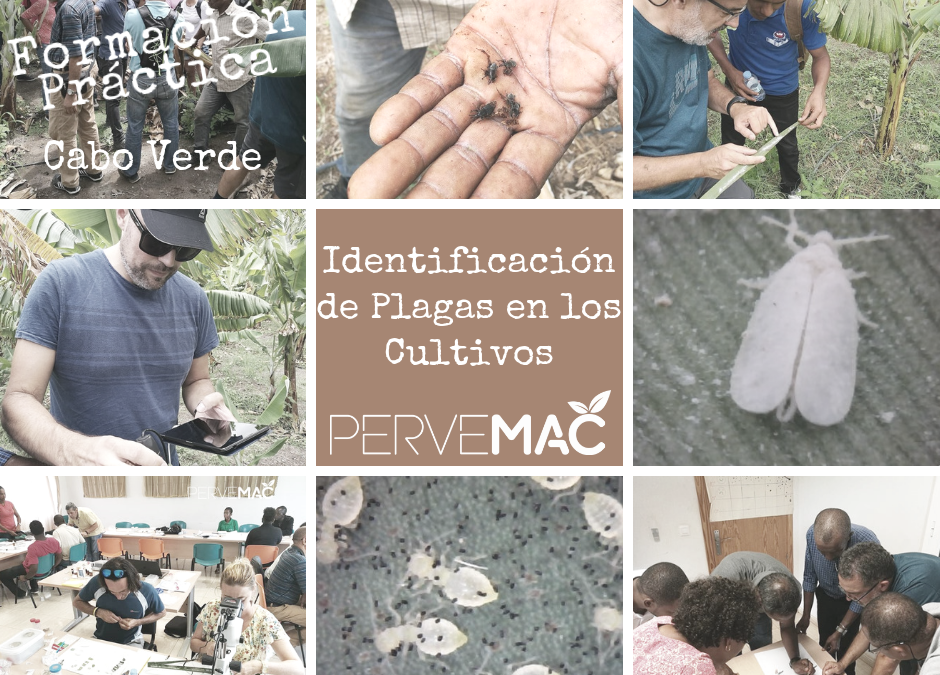 ACCIÓN FORMATIVA PARA LA DETECCIÓN DE PLAGAS EN PLATANERA Y CÍTRICOS CABO VERDE. 17-21/09/2018