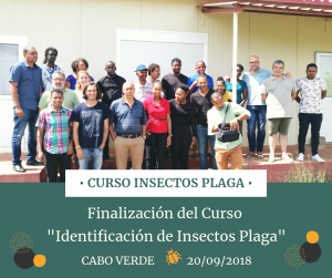 Insectos Plaga Cabo Verde